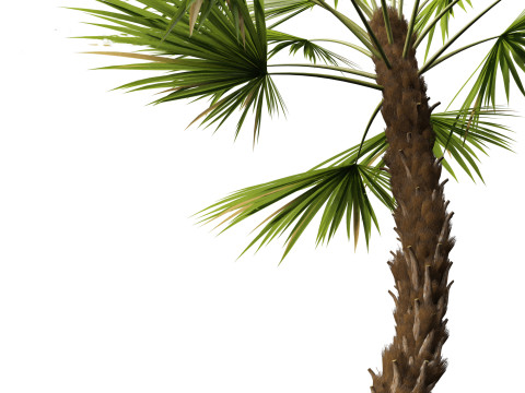 Acoelorrhaphe wrightii Everglades palm Model 3D