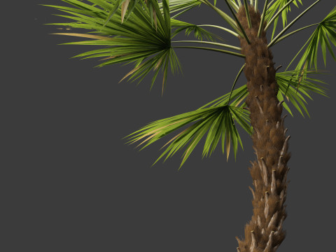 Acoelorrhaphe wrightii Everglades palm Model 3D