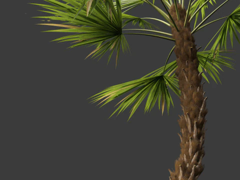 Acoelorrhaphe wrightii Everglades palm 3D Model