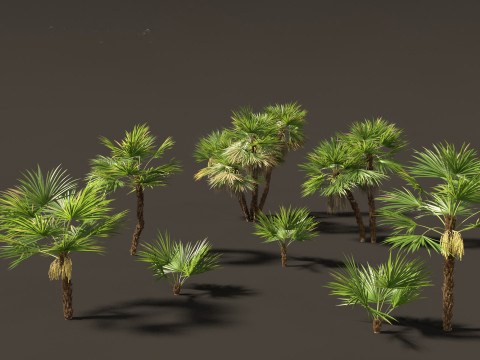 Acoelorrhaphe wrightii Everglades palm Model 3D