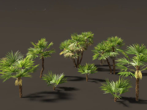 Acoelorrhaphe wrightii Everglades palm 3D Model