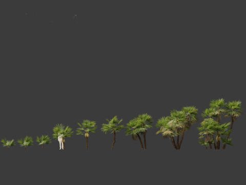 Acoelorrhaphe wrightii Everglades palm Model 3D