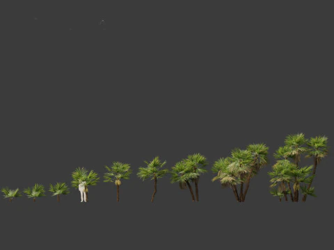 Acoelorrhaphe wrightii Everglades palm 3D Model