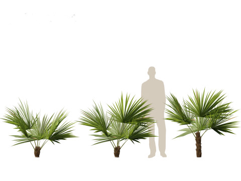 Acoelorrhaphe wrightii Everglades palm Model 3D