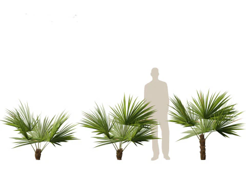 Acoelorrhaphe wrightii Everglades palm 3D Model