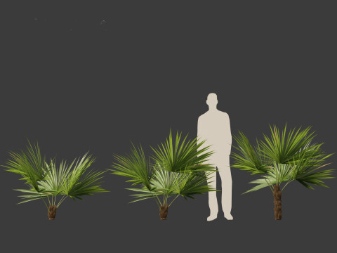 Acoelorrhaphe wrightii Everglades palm Model 3D