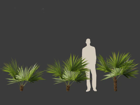 Acoelorrhaphe wrightii Everglades palm 3D Model