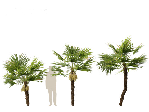 Acoelorrhaphe wrightii Everglades palm Model 3D