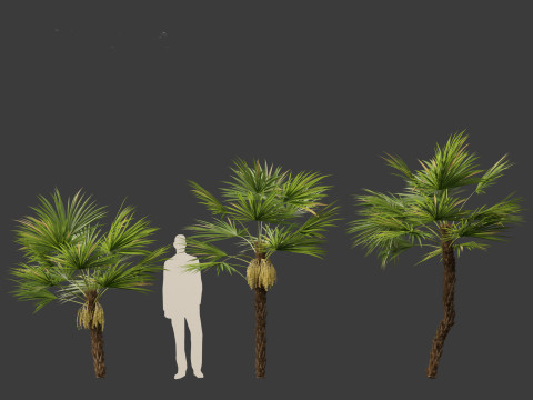 Acoelorrhaphe wrightii Everglades palm Model 3D