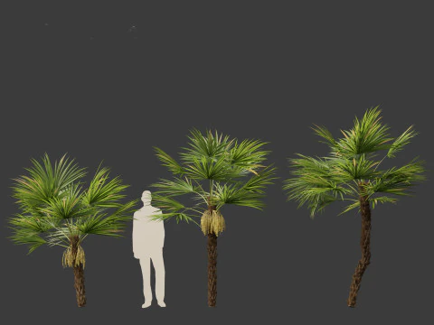 Acoelorrhaphe wrightii Everglades palm 3D Model