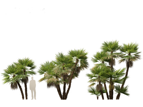 Acoelorrhaphe wrightii Everglades palm Model 3D