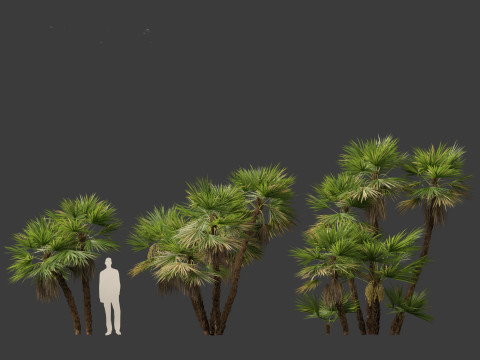Acoelorrhaphe wrightii Everglades palm Model 3D