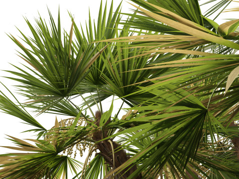 Acoelorrhaphe wrightii Everglades palm Model 3D