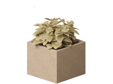 Fittonia verschaffeltii - red mosaic plant 3D Model