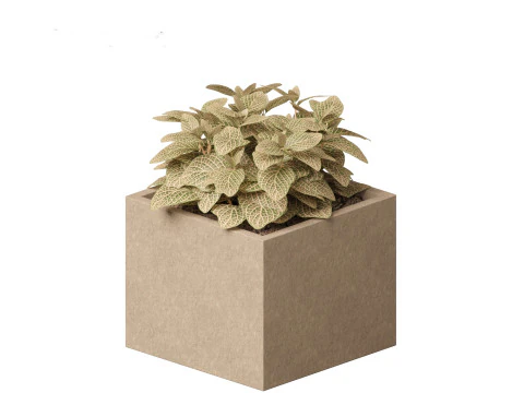 Fittonia verschaffeltii - red mosaic plant 3D Model