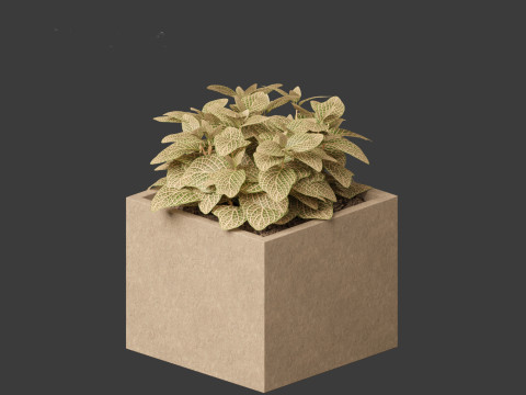 Fittonia verschaffeltii - red mosaic plant 3D Model