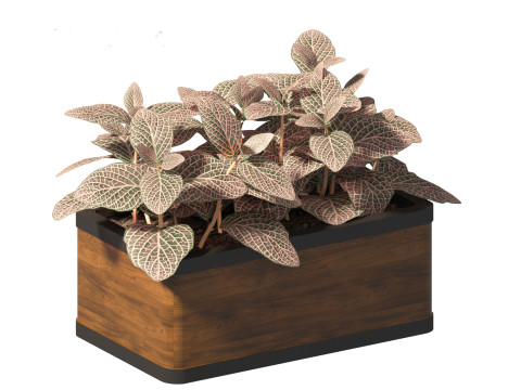 Fittonia verschaffeltii - red mosaic plant 3D Model