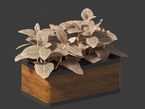Fittonia verschaffeltii - red mosaic plant 3D Model