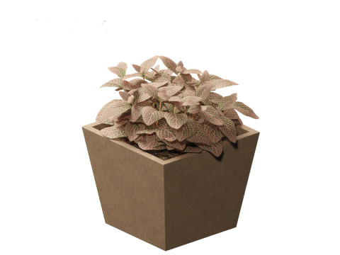 Fittonia verschaffeltii - red mosaic plant 3D Model
