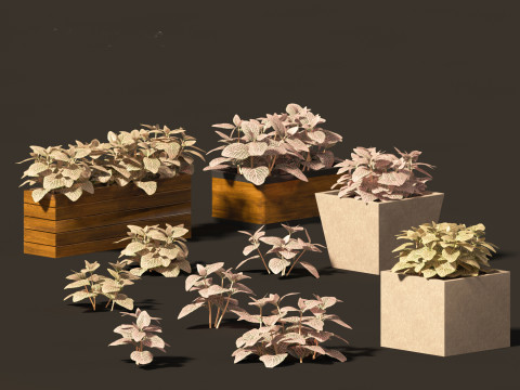 Fittonia verschaffeltii - red mosaic plant 3D Model