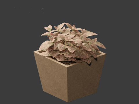 Fittonia verschaffeltii - red mosaic plant 3D Model