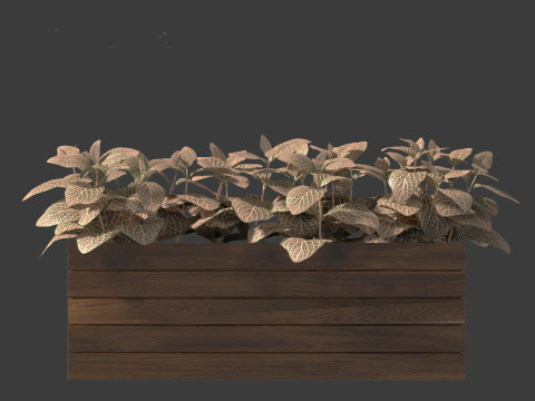 Fittonia verschaffeltii - red mosaic plant 3D Model