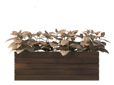 Fittonia verschaffeltii - red mosaic plant 3D Model