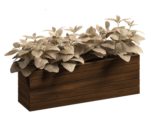 Fittonia verschaffeltii - red mosaic plant 3D Model