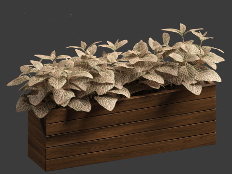 Fittonia verschaffeltii - red mosaic plant 3D Model