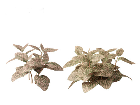 Fittonia verschaffeltii - red mosaic plant 3D Model