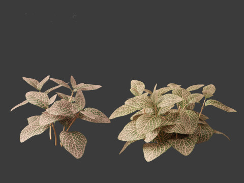 Fittonia verschaffeltii - red mosaic plant 3D Model