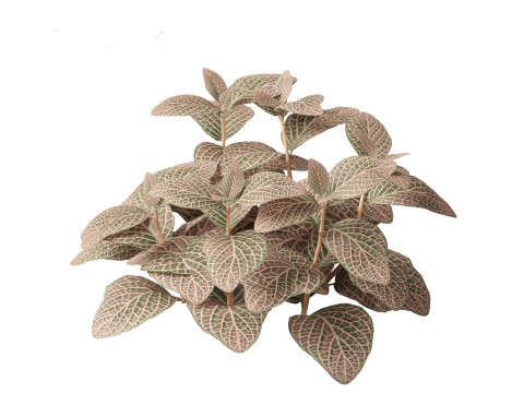 Fittonia verschaffeltii - red mosaic plant 3D Model