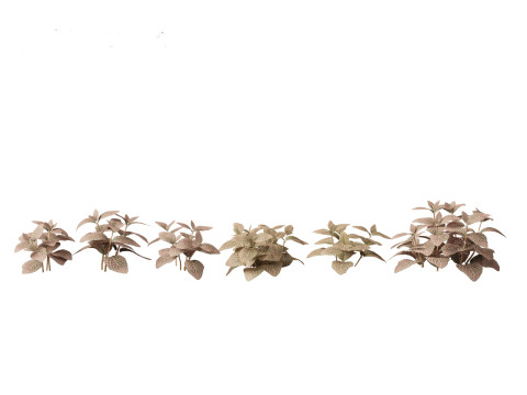 Fittonia verschaffeltii - red mosaic plant 3D Model