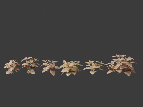 Fittonia verschaffeltii - red mosaic plant 3D Model