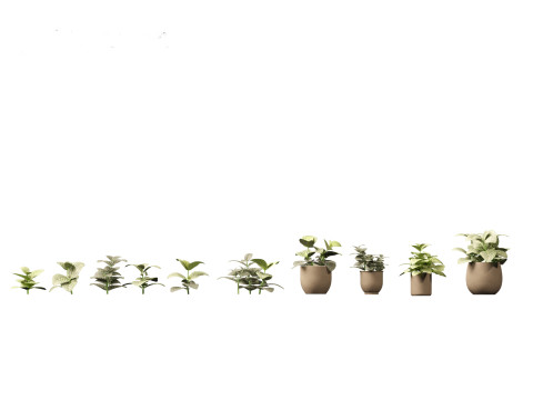 Fittonia albivenis - nerve plant 3D Модель