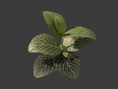 Fittonia albivenis - nerve plant 3D Модель