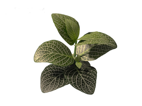 Fittonia albivenis - nerve plant 3D Модель