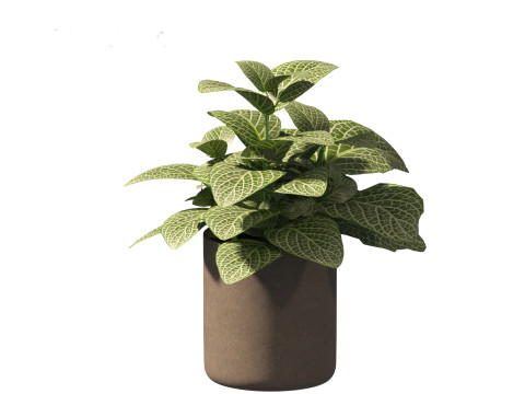 Fittonia albivenis - nerve plant 3D Модель