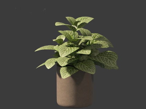 Fittonia albivenis - nerve plant 3D Модель