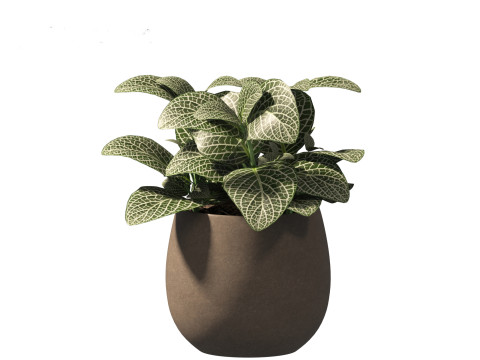 Fittonia albivenis - nerve plant 3D Модель