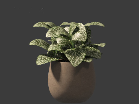 Fittonia albivenis - nerve plant 3D Модель