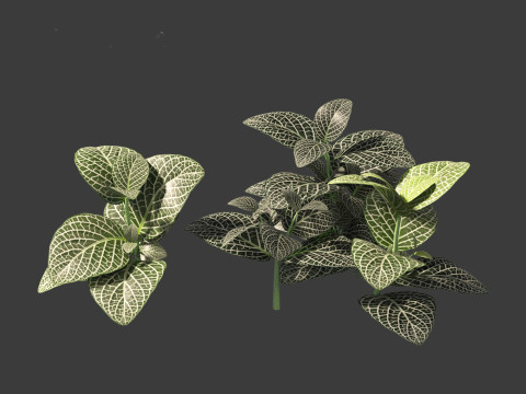 Fittonia albivenis - nerve plant 3D Модель