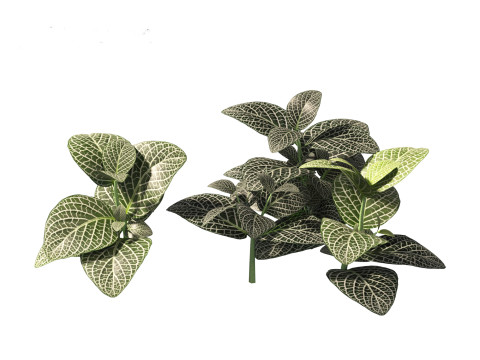 Fittonia albivenis - nerve plant 3D Модель