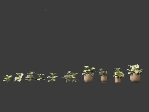 Fittonia albivenis - nerve plant 3D Модель
