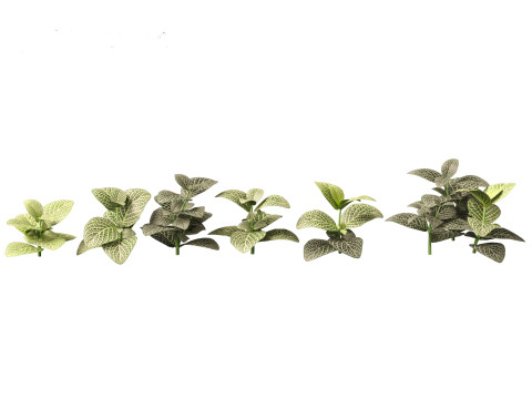 Fittonia albivenis - nerve plant 3D Модель