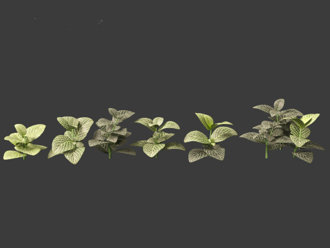 Fittonia albivenis - nerve plant 3D Модель