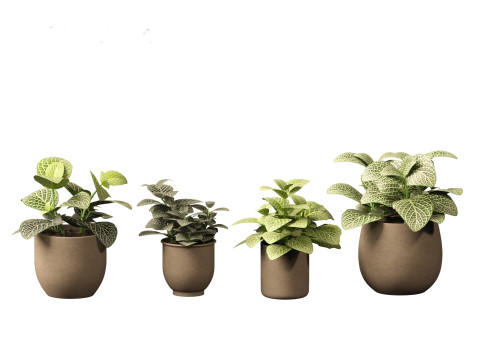 Fittonia albivenis - nerve plant 3D Модель