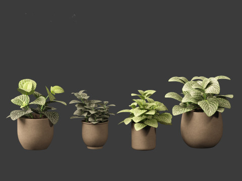 Fittonia albivenis - nerve plant 3D Модель