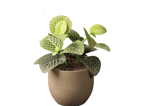 Fittonia albivenis - nerve plant 3D Модель