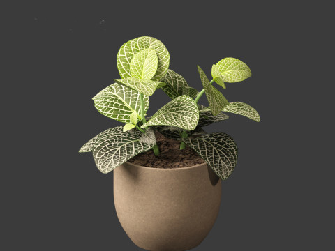 Fittonia albivenis - nerve plant 3D Модель